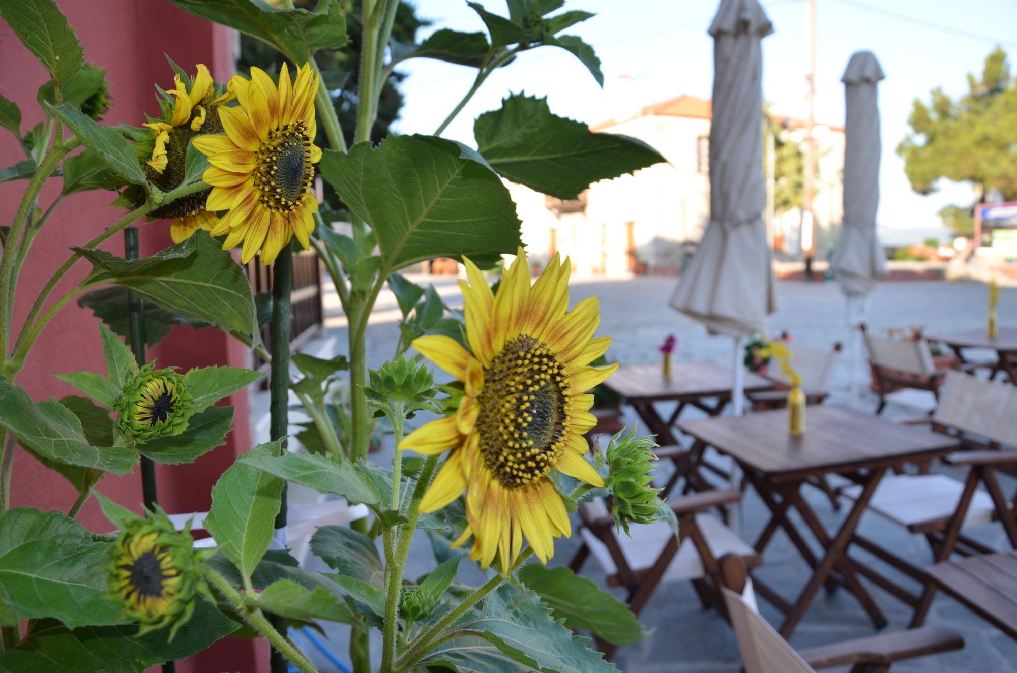 Helianthus Guesthouse Ammoulianí Exterior foto